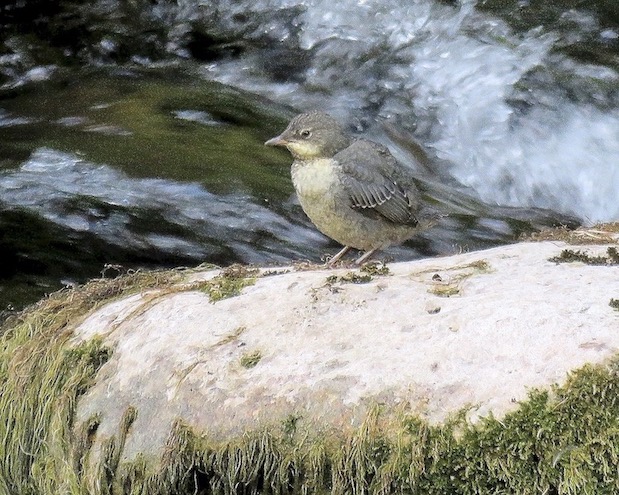 dipper